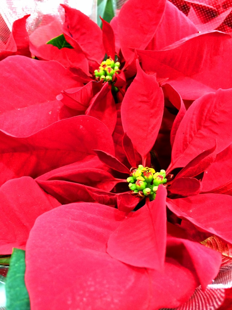 ポインセチアの買い方 人気の品種と 価格は クリスマスの贈り物に